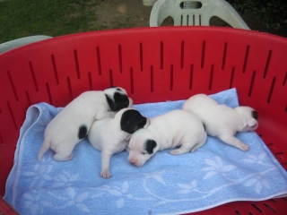 Cuccioli di Macchietta e di TotÃ²