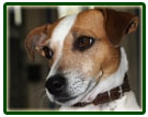 I nostri Jack Russell Terrier